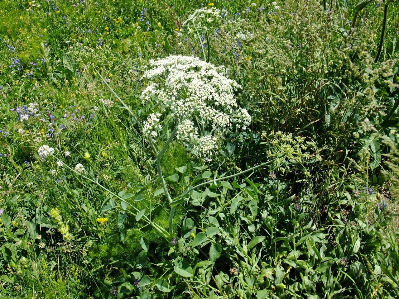 Broadleaf sermountain 11