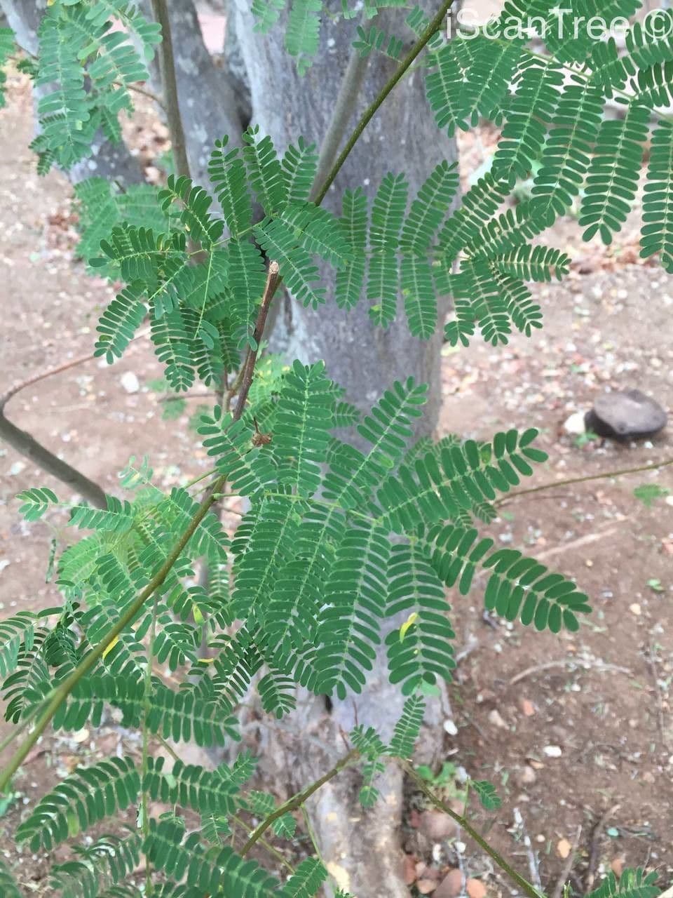 Albizia 7