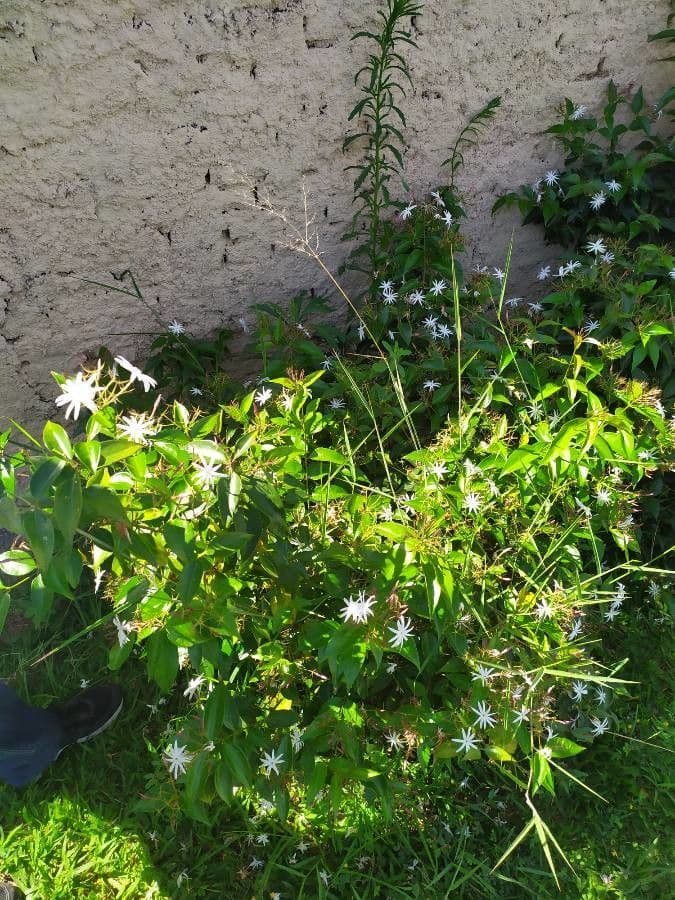 Jasmin 10