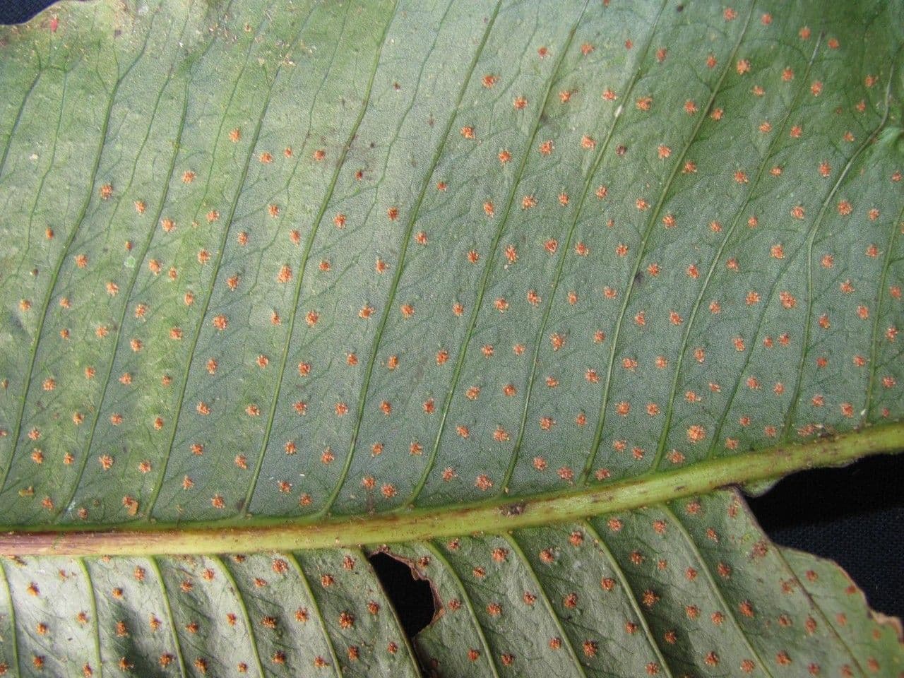 Campyloneurum 3