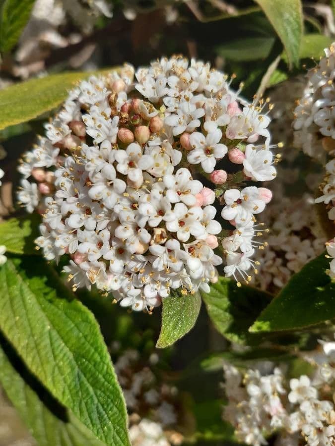 Buddlejaleaf viburnum 4