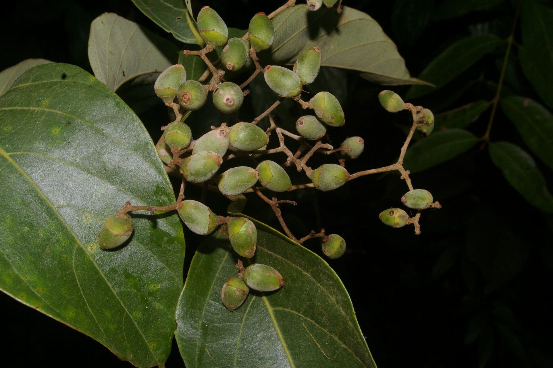 Cordia
