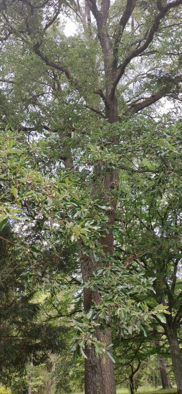 Quercia 5