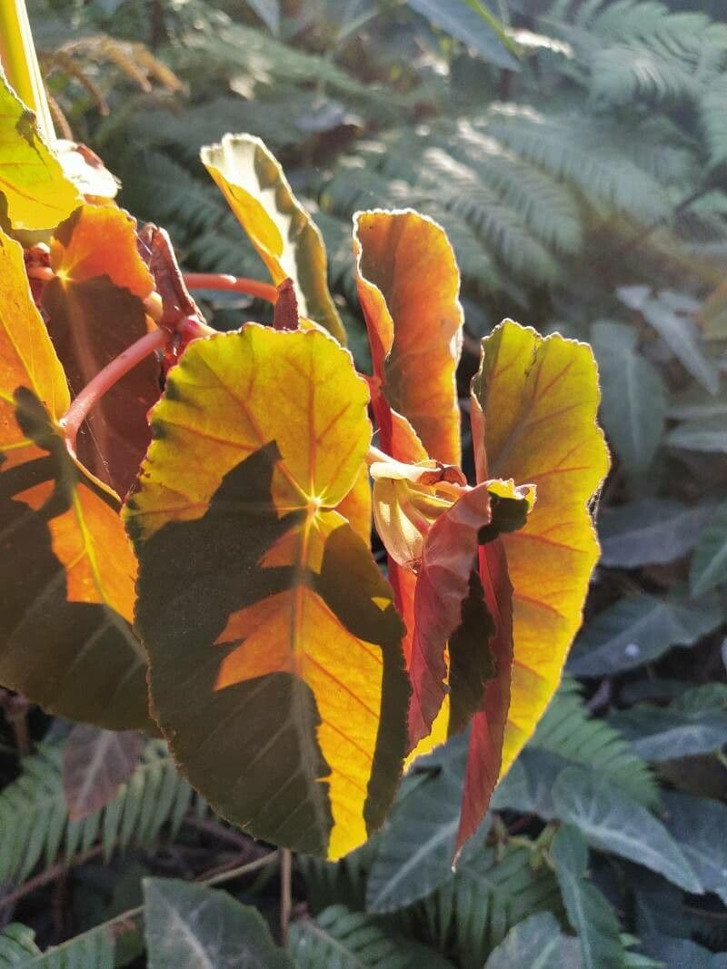 Begonia 7