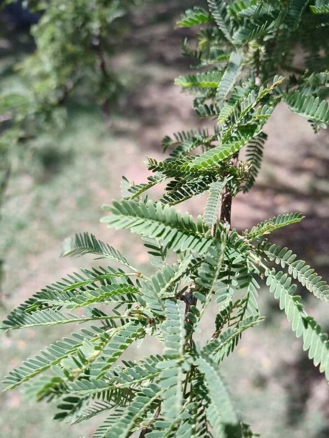 Prosopis affinis 12