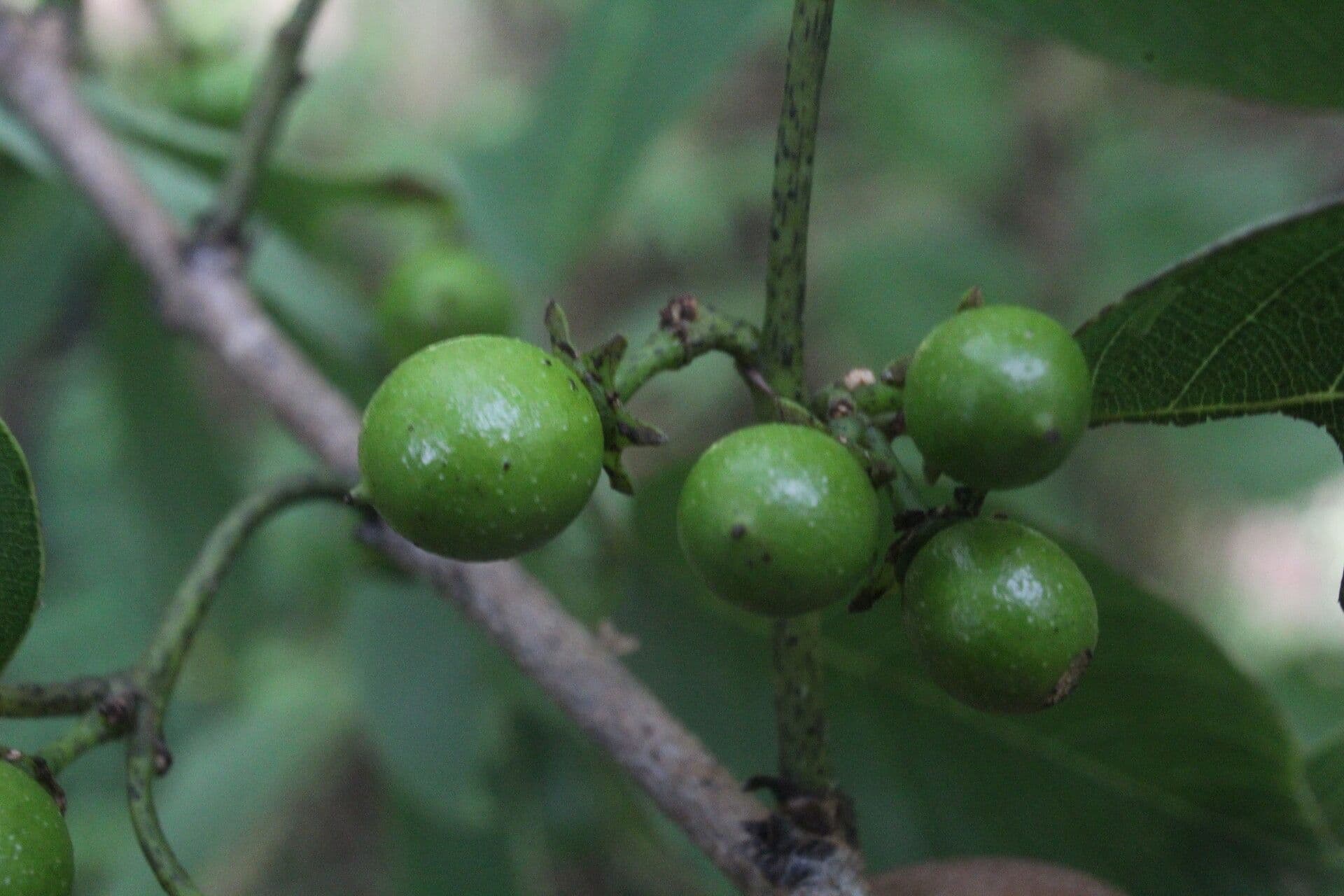 Karwinskia 3