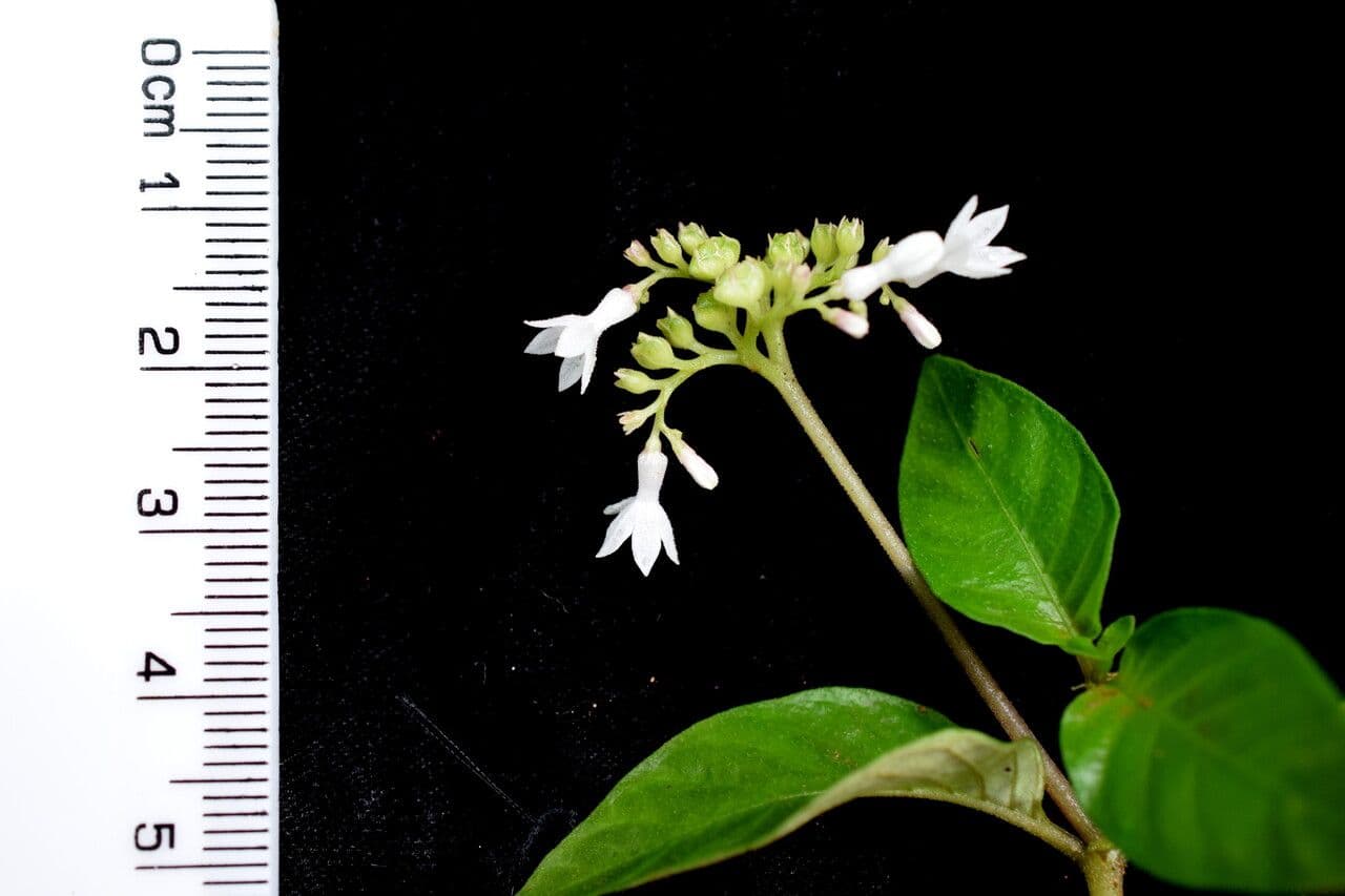 Knoxia 10