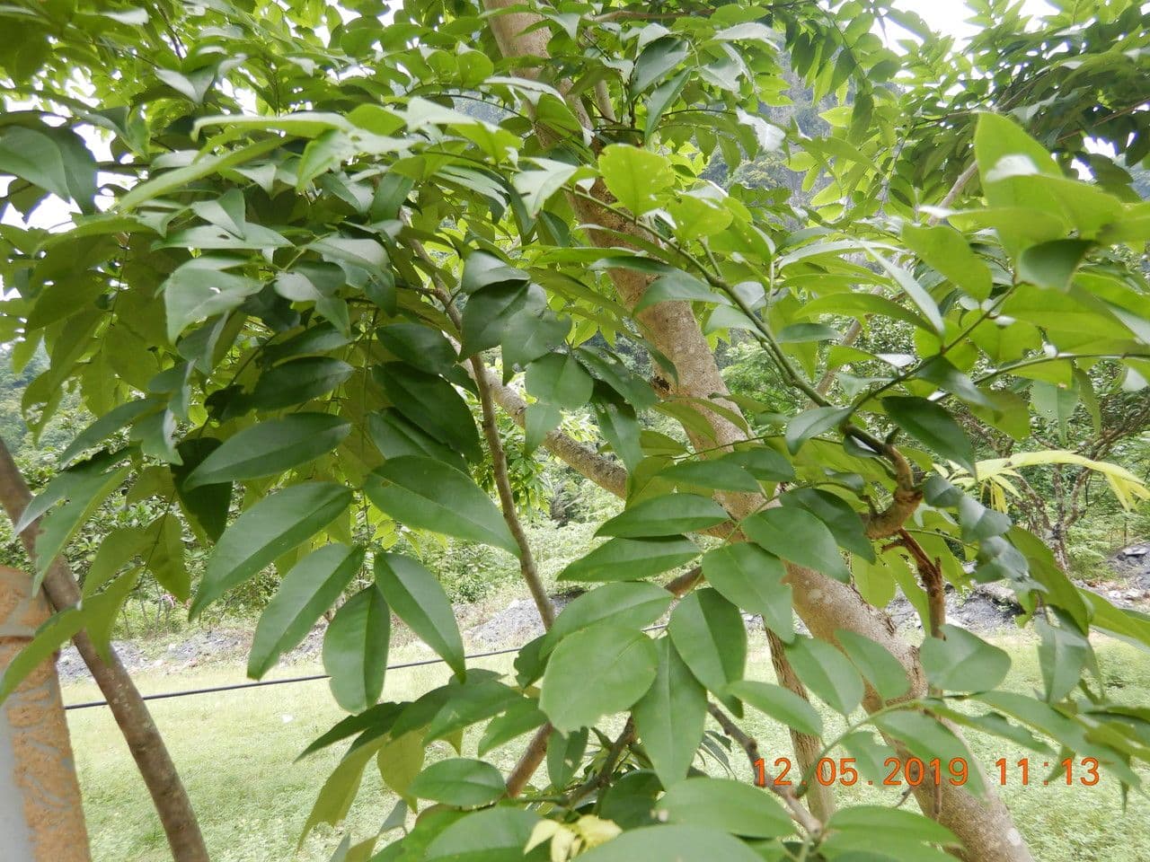 Dalbergia