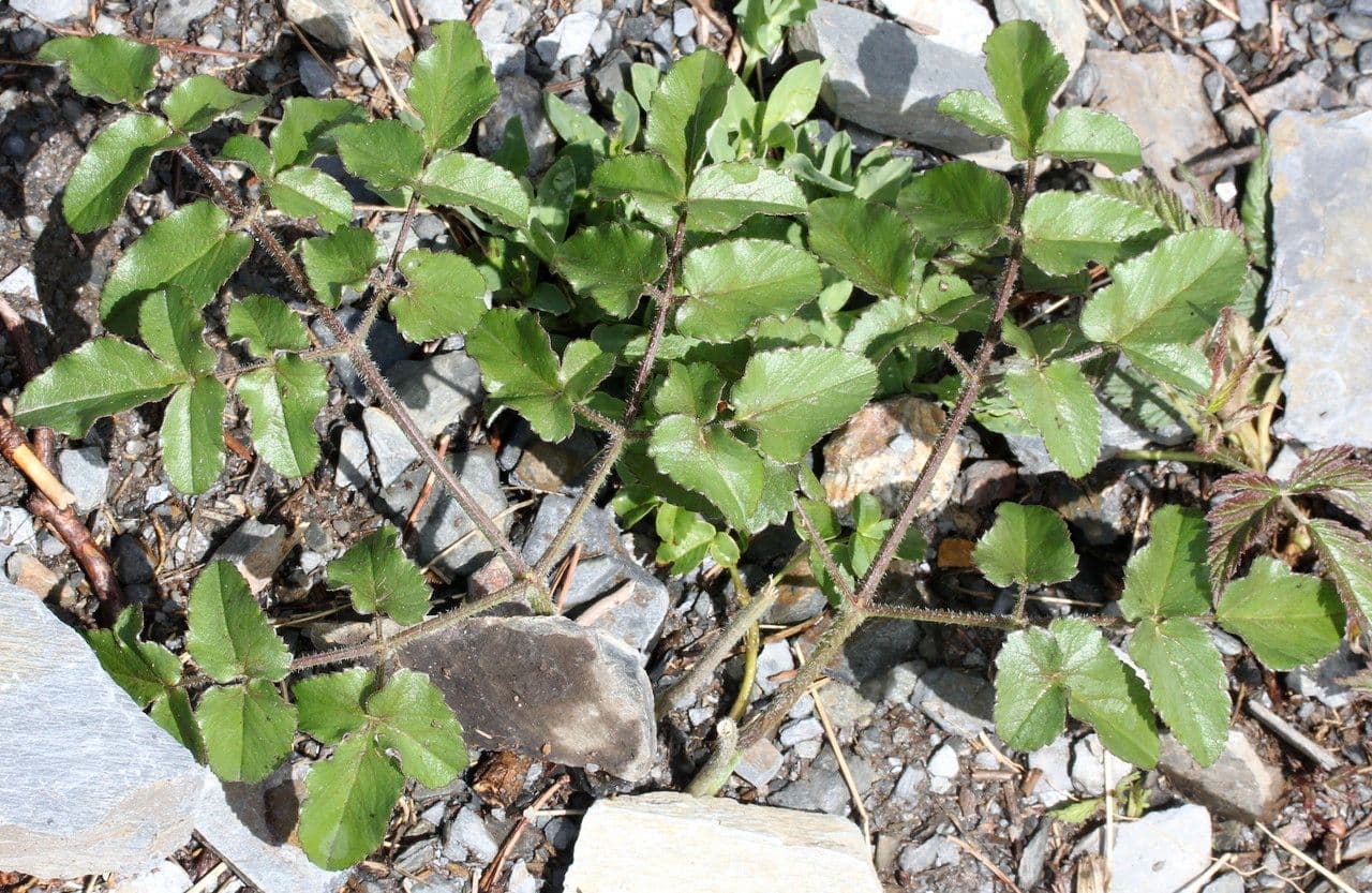 Broadleaf sermountain 12