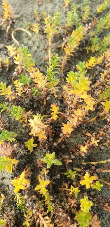 Borracina annuale 12
