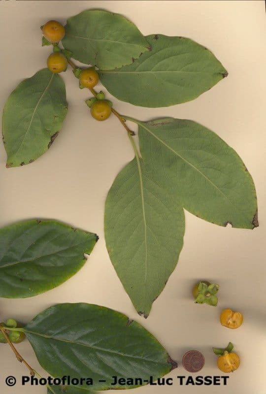 Diospyros 26