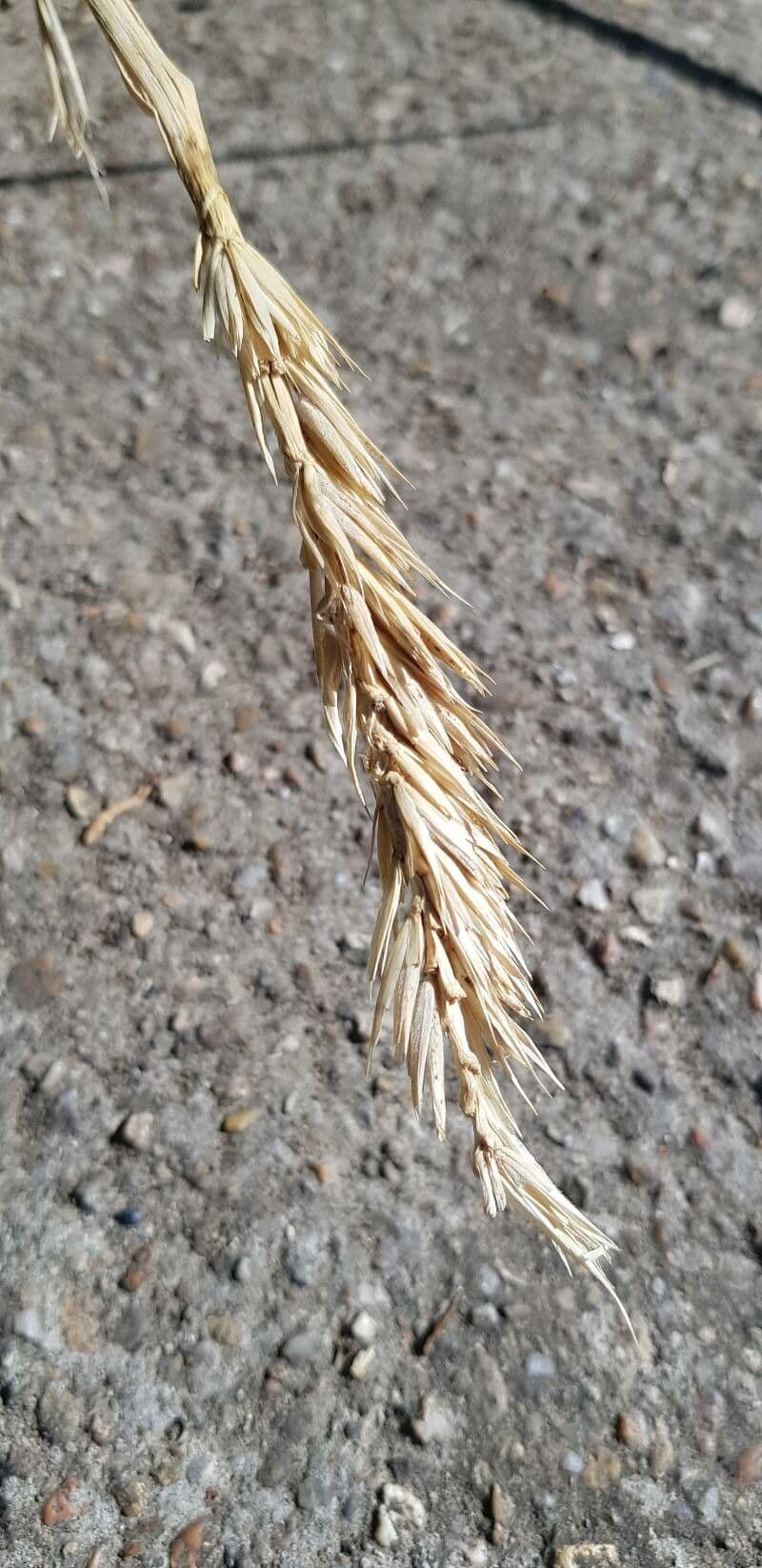 Elimo sabbioso