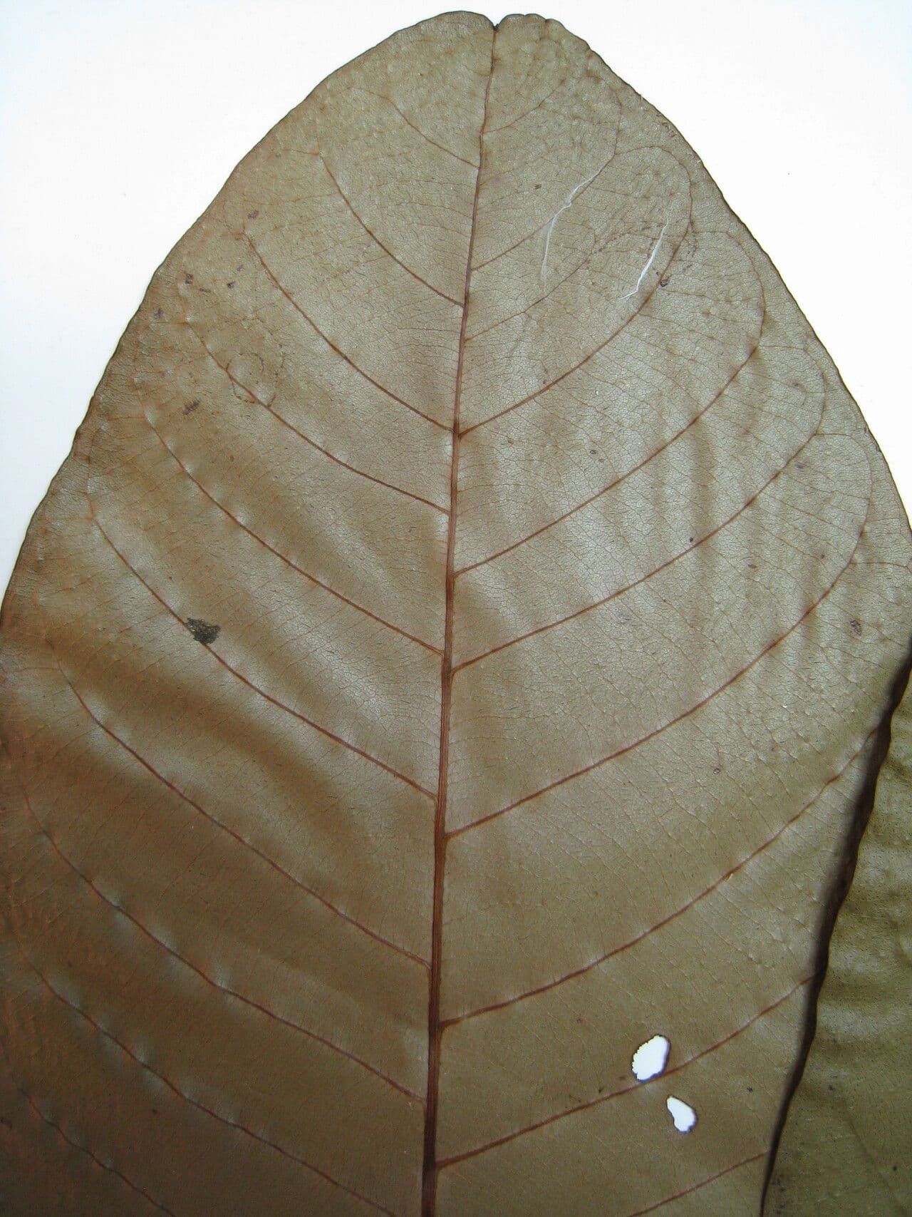 Marsh Mahurea 4