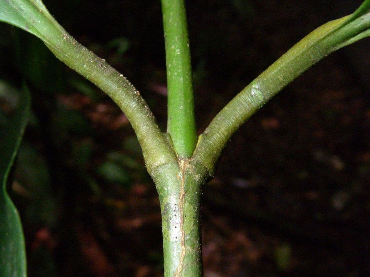 Garcinia 20
