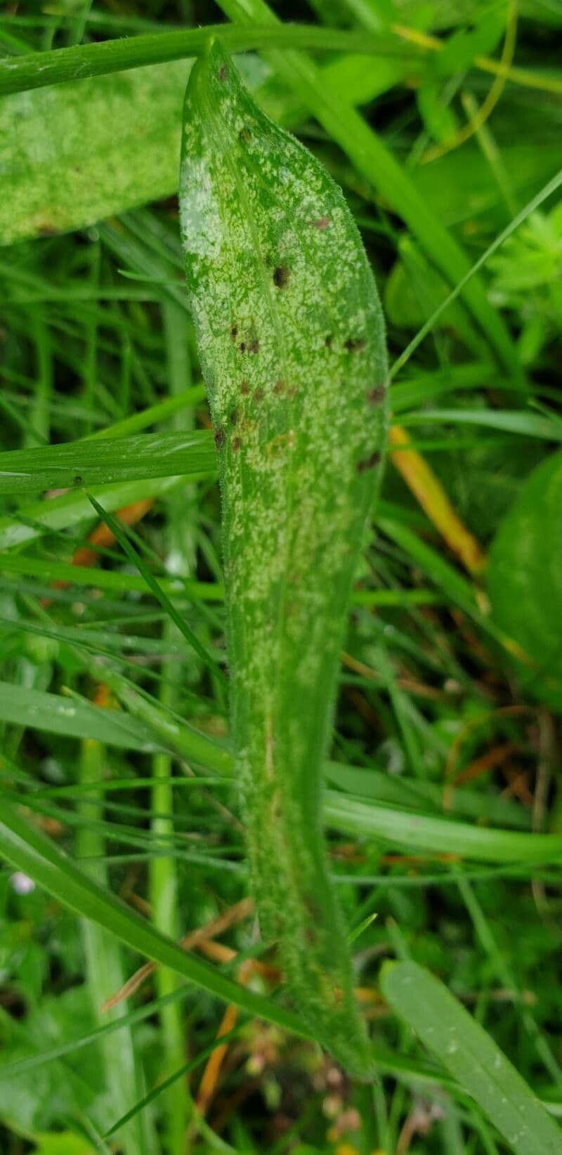 Centaurea nervée 19