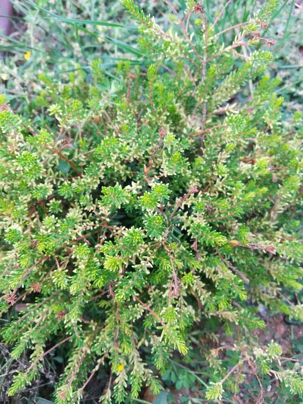 Sedum pálido