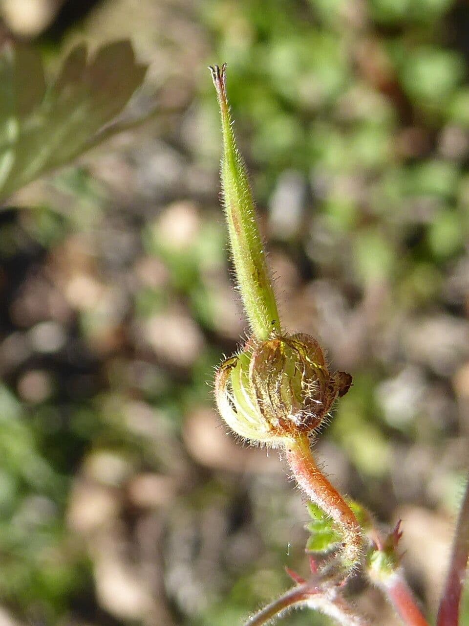 Géranium à feuilles rondes 2
