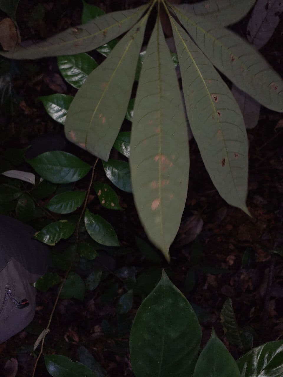 Eriotheca 3