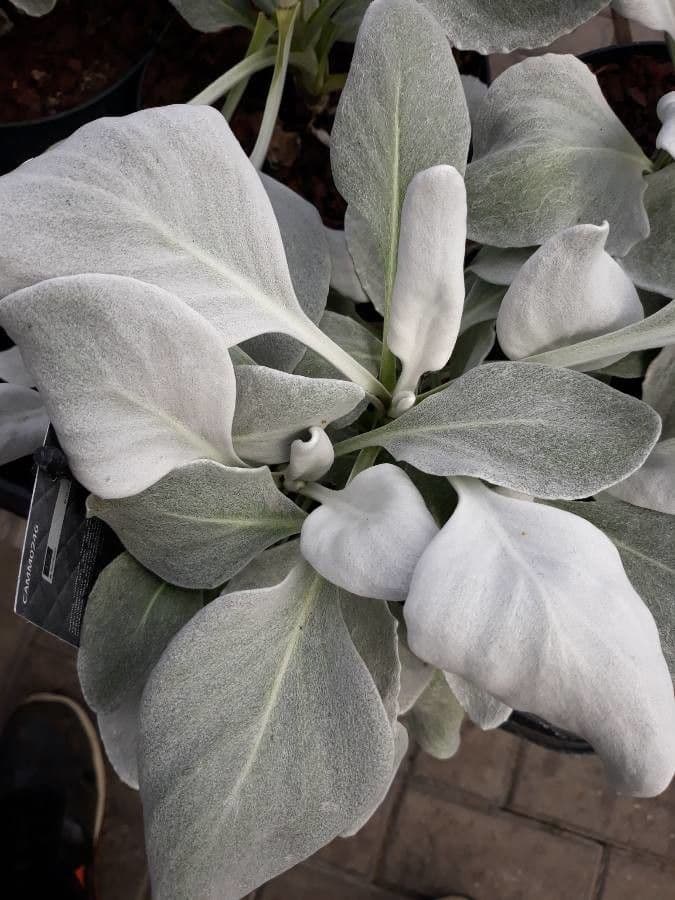 Senecio 15