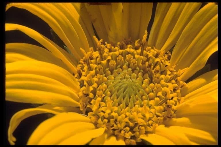 Wyethia helenioides 5
