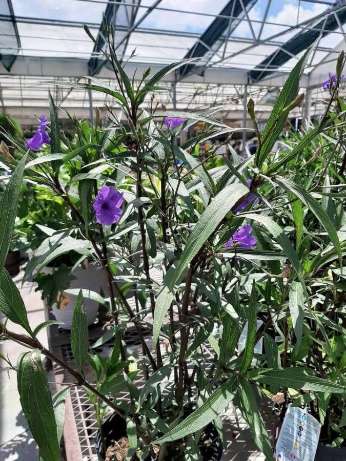 Ruellia simplex 6