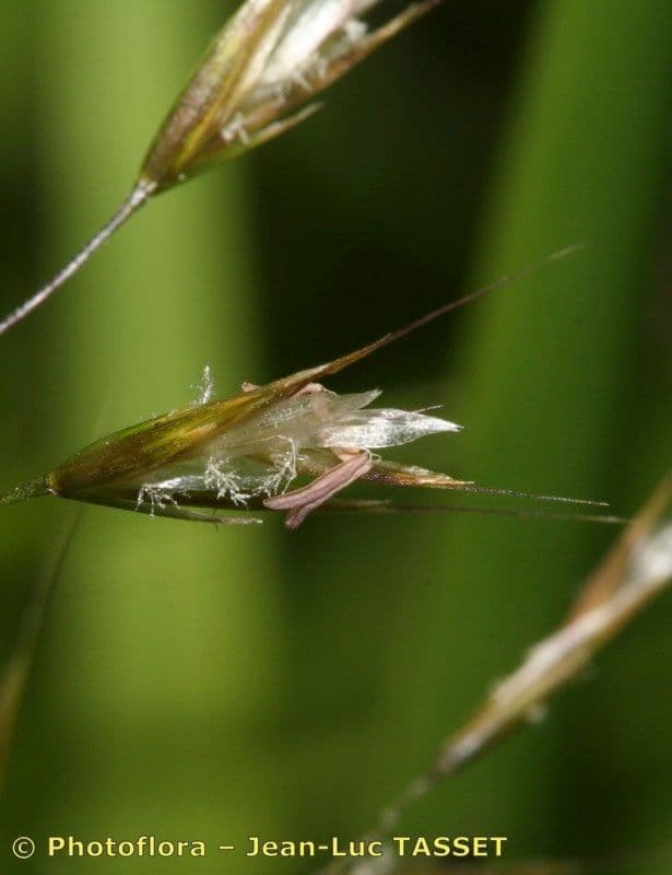 Triseto giallastro 25