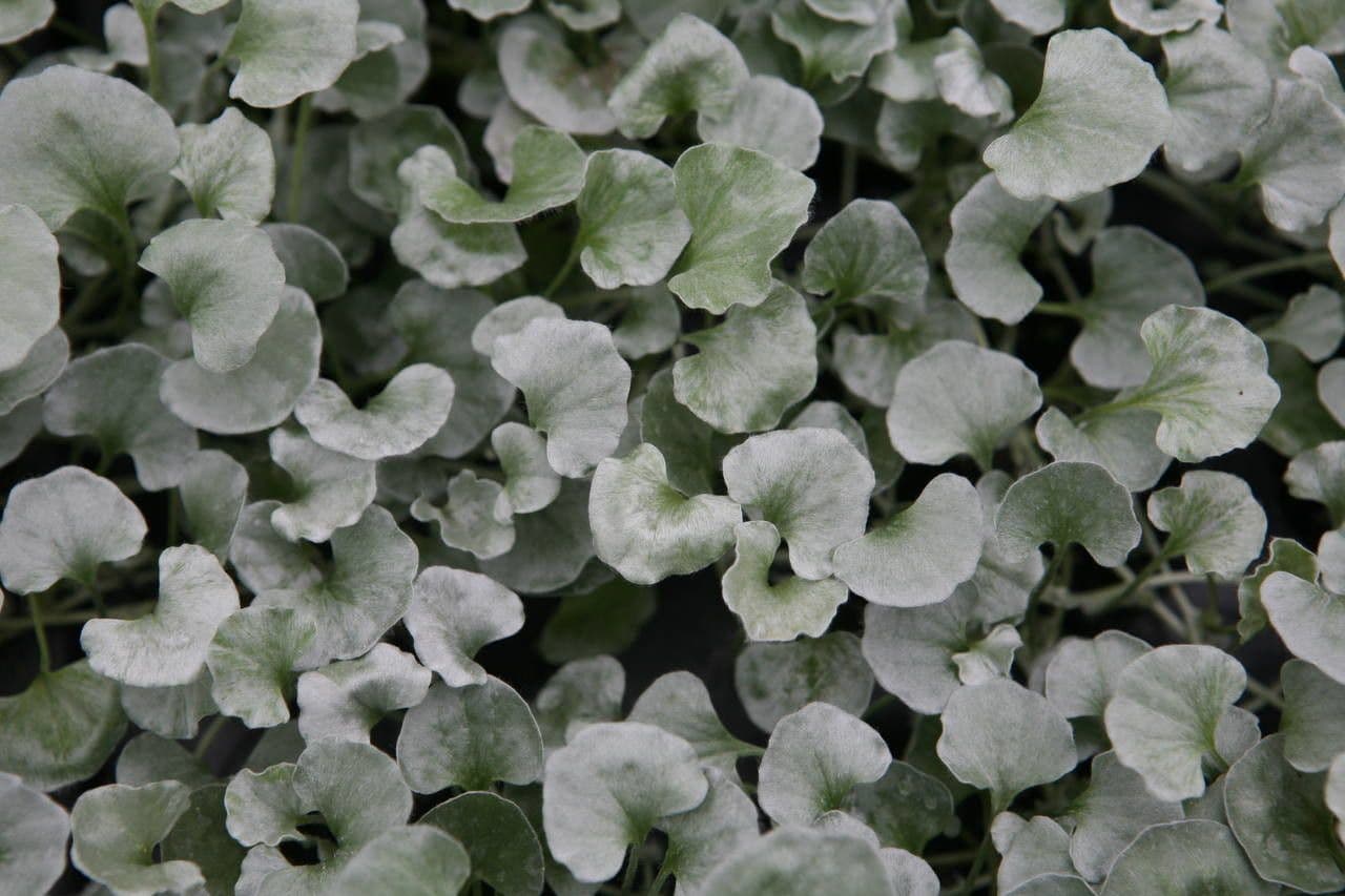 Dichondra argentea 18