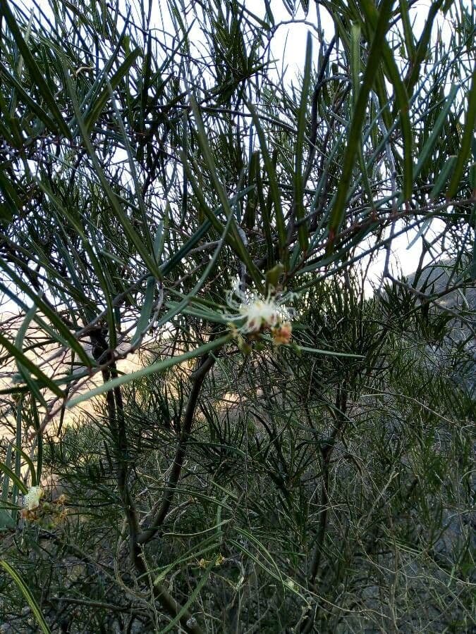 Hakea sericea 15