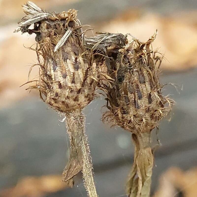 Pampeliška phrygia