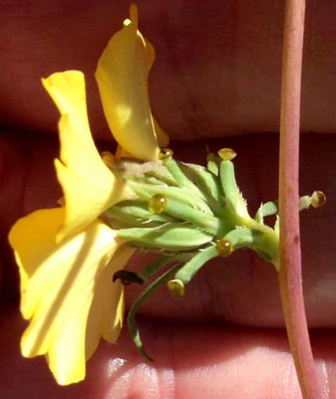 Calycadenia truncata 2