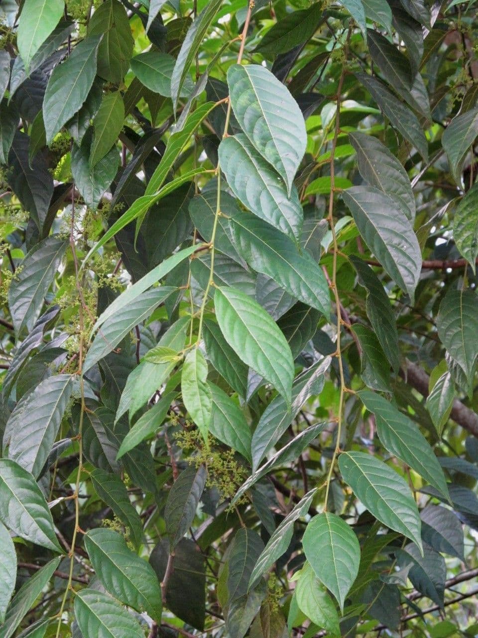 Perrottetia 6