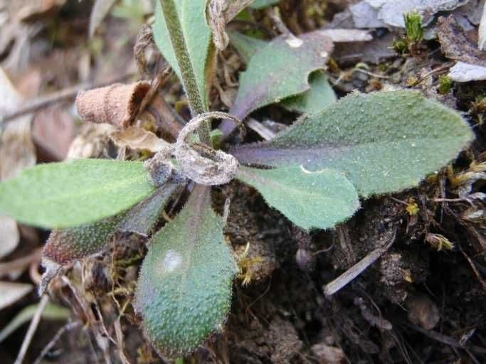 Arabis 4