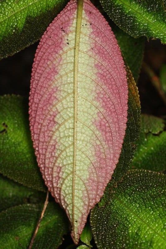 Nautilocalyx 4