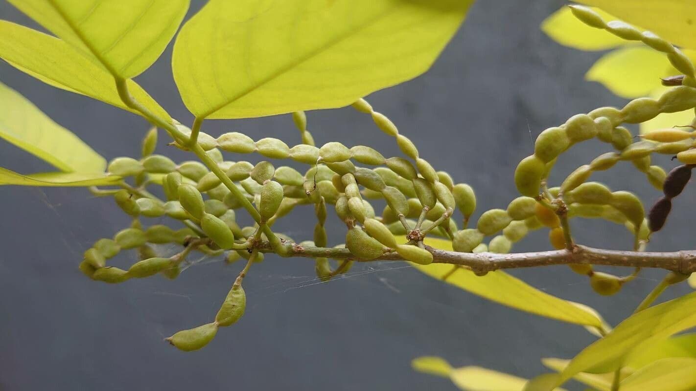Dendrolóbium 4