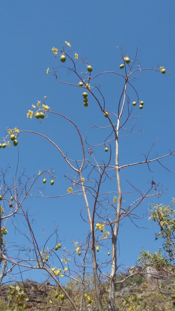 Cochlospermum 11