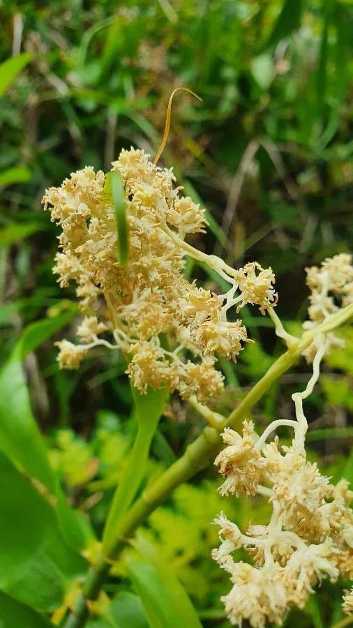 Flagellaria indická 5