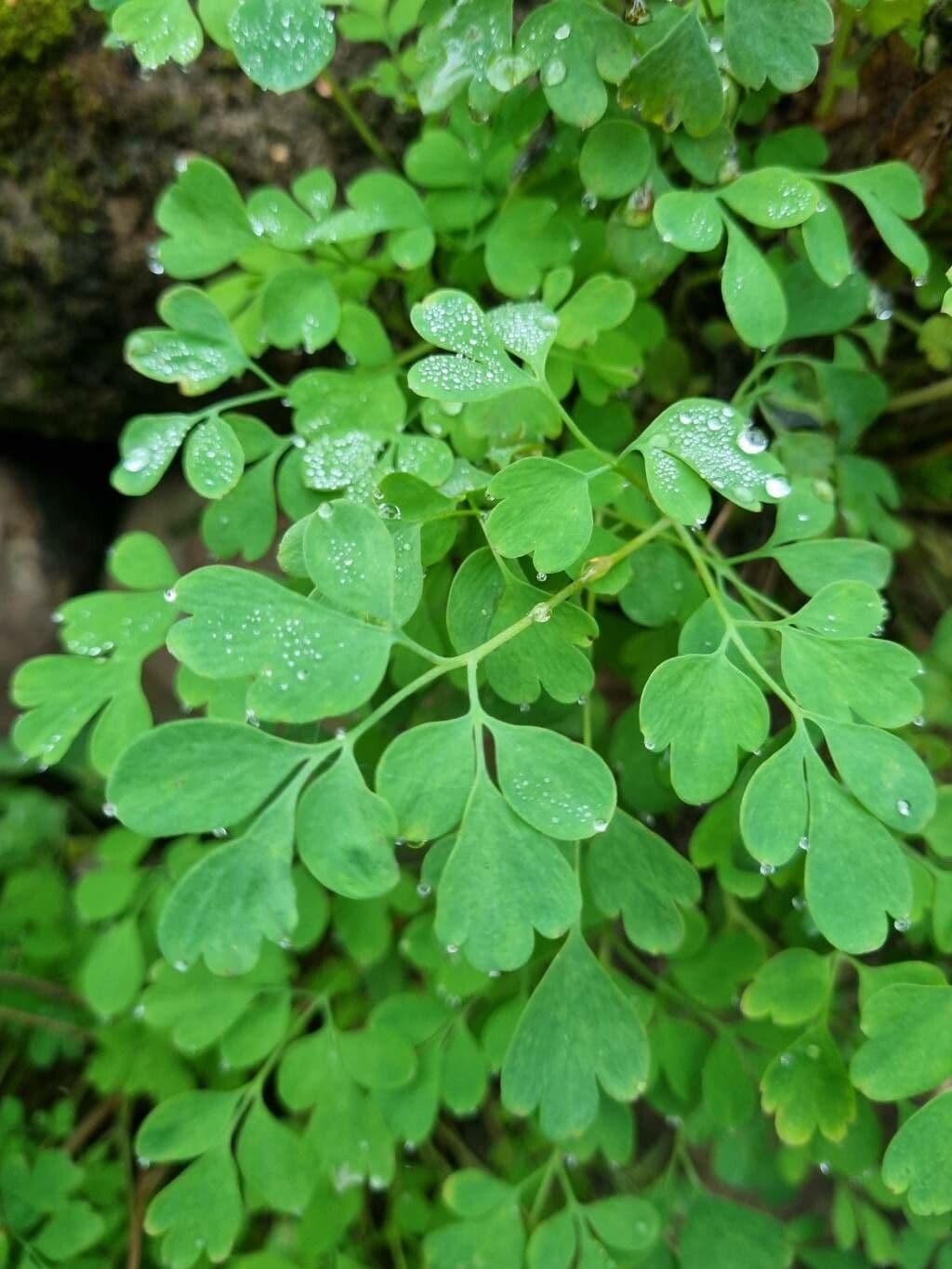 Colombina gialla 14