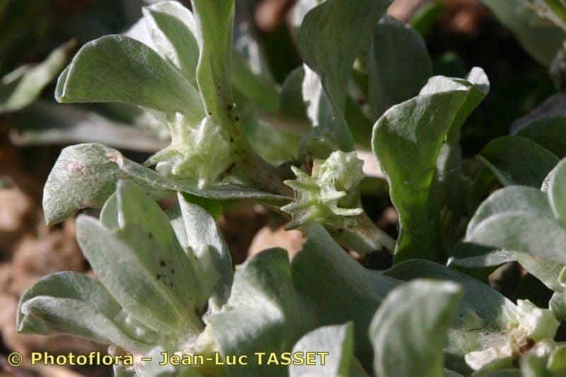 Micropus supinus 5