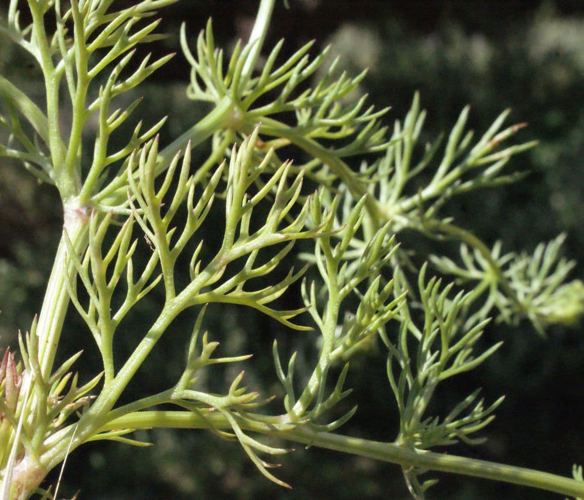 Adonis microcarpa 16