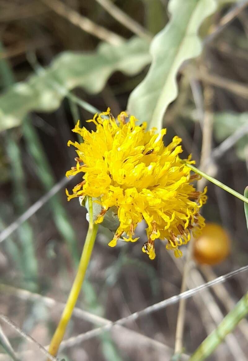 Thelesperma 2