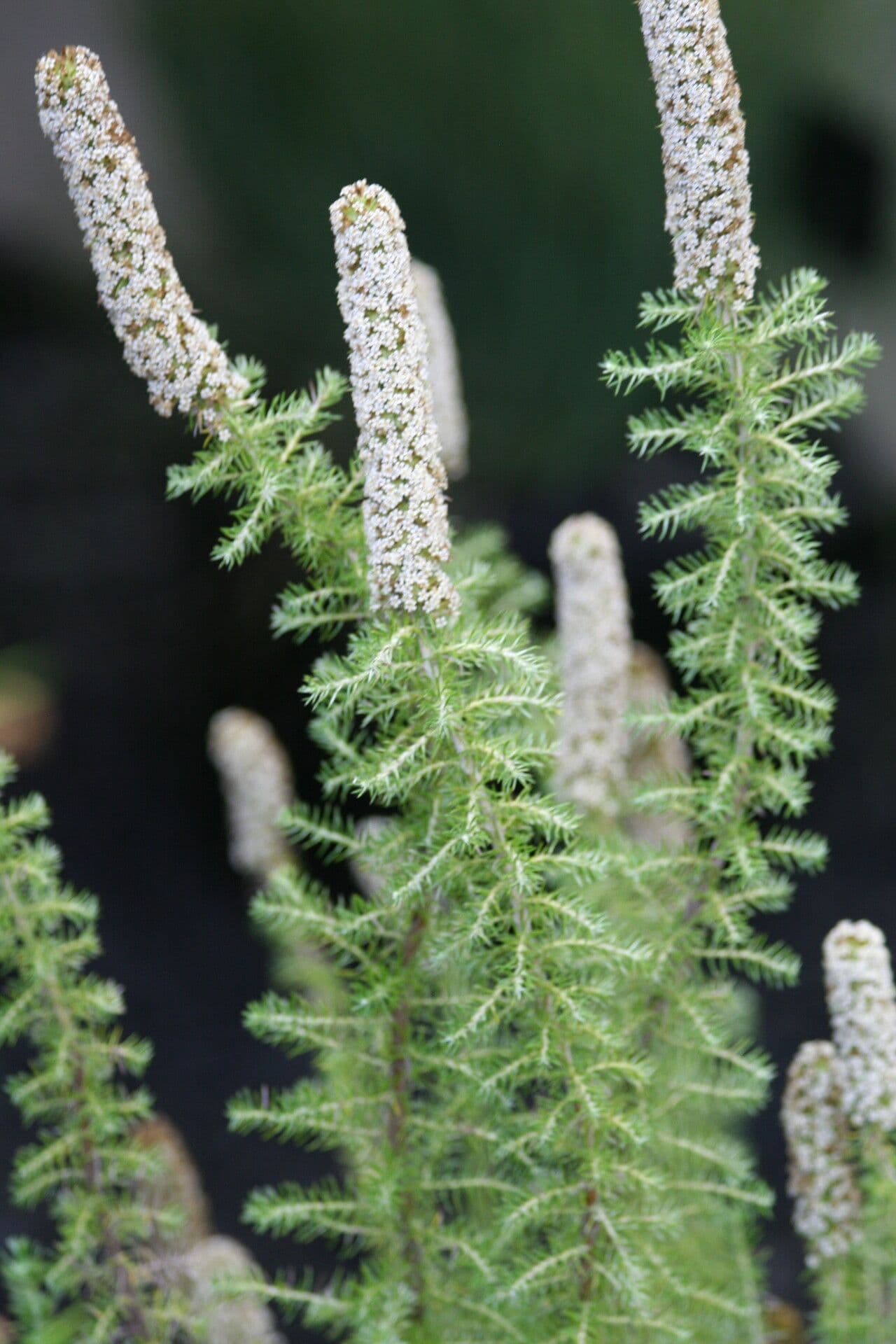 Seriphium