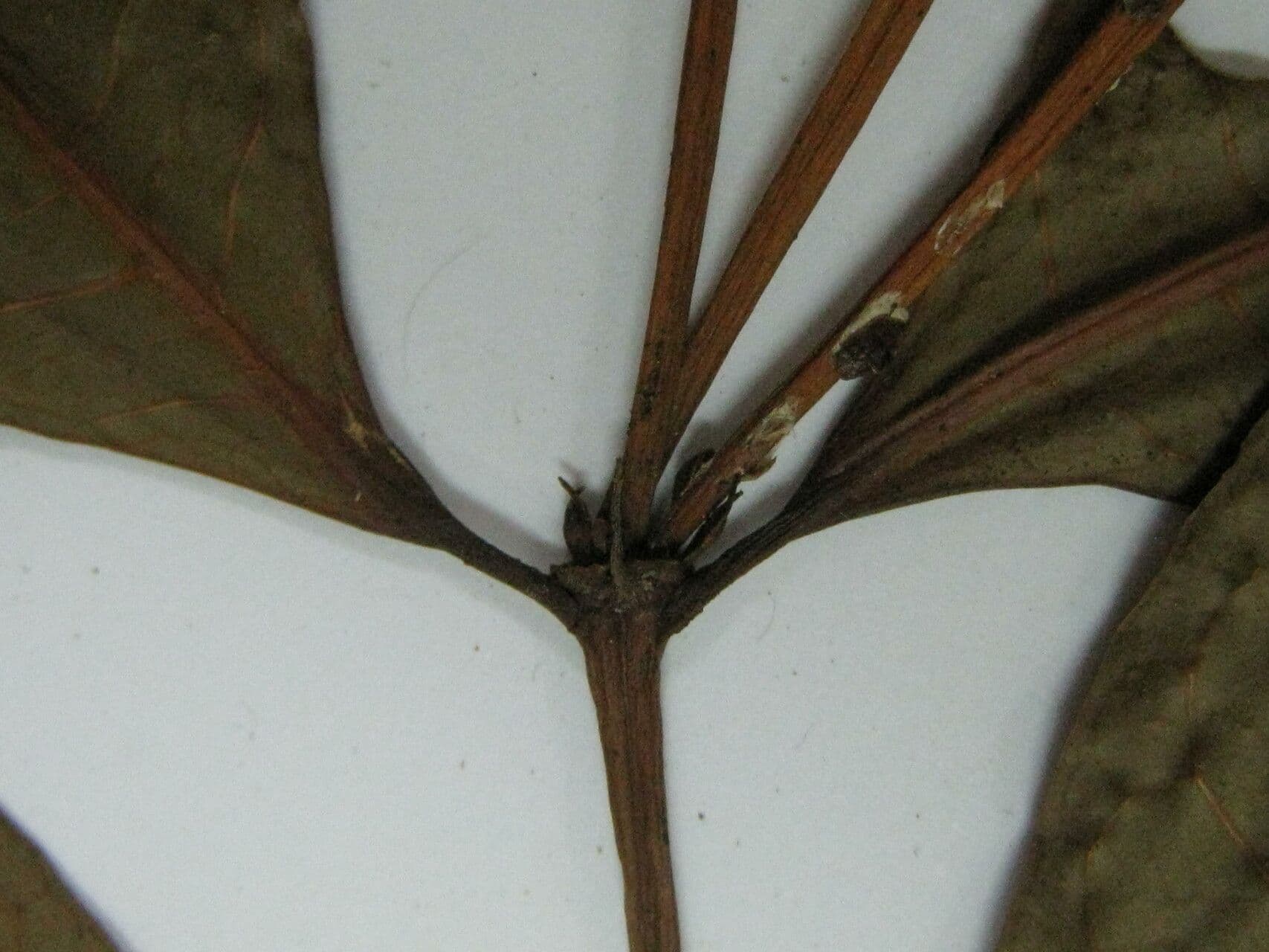 Faramea 5