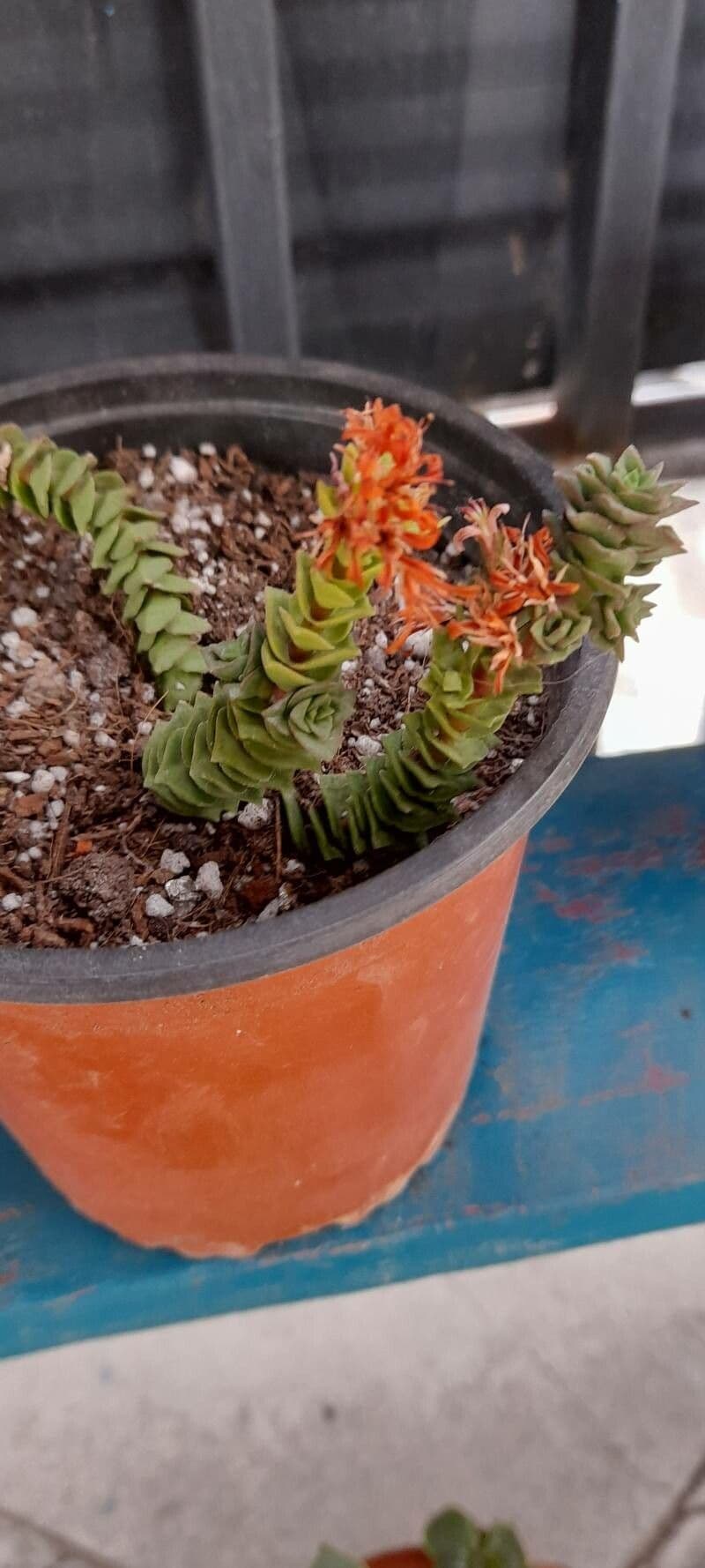 Crassula perforata 2