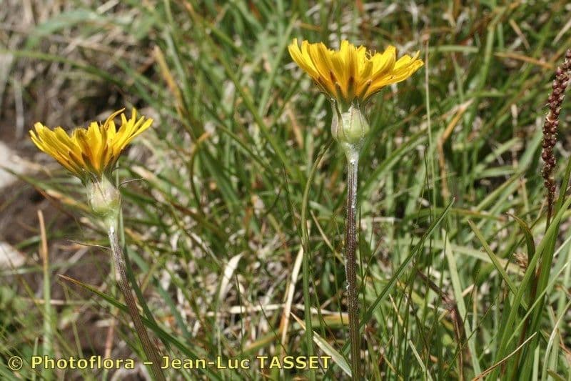 Scorzonera setolosa 5