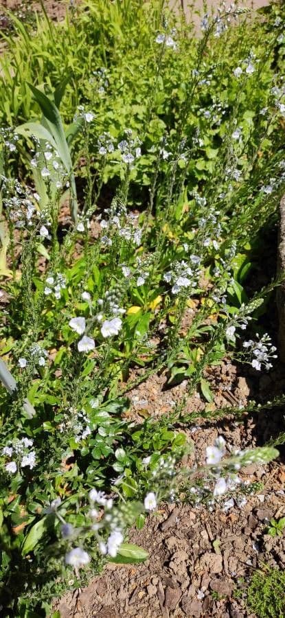Veronica gentianella 6