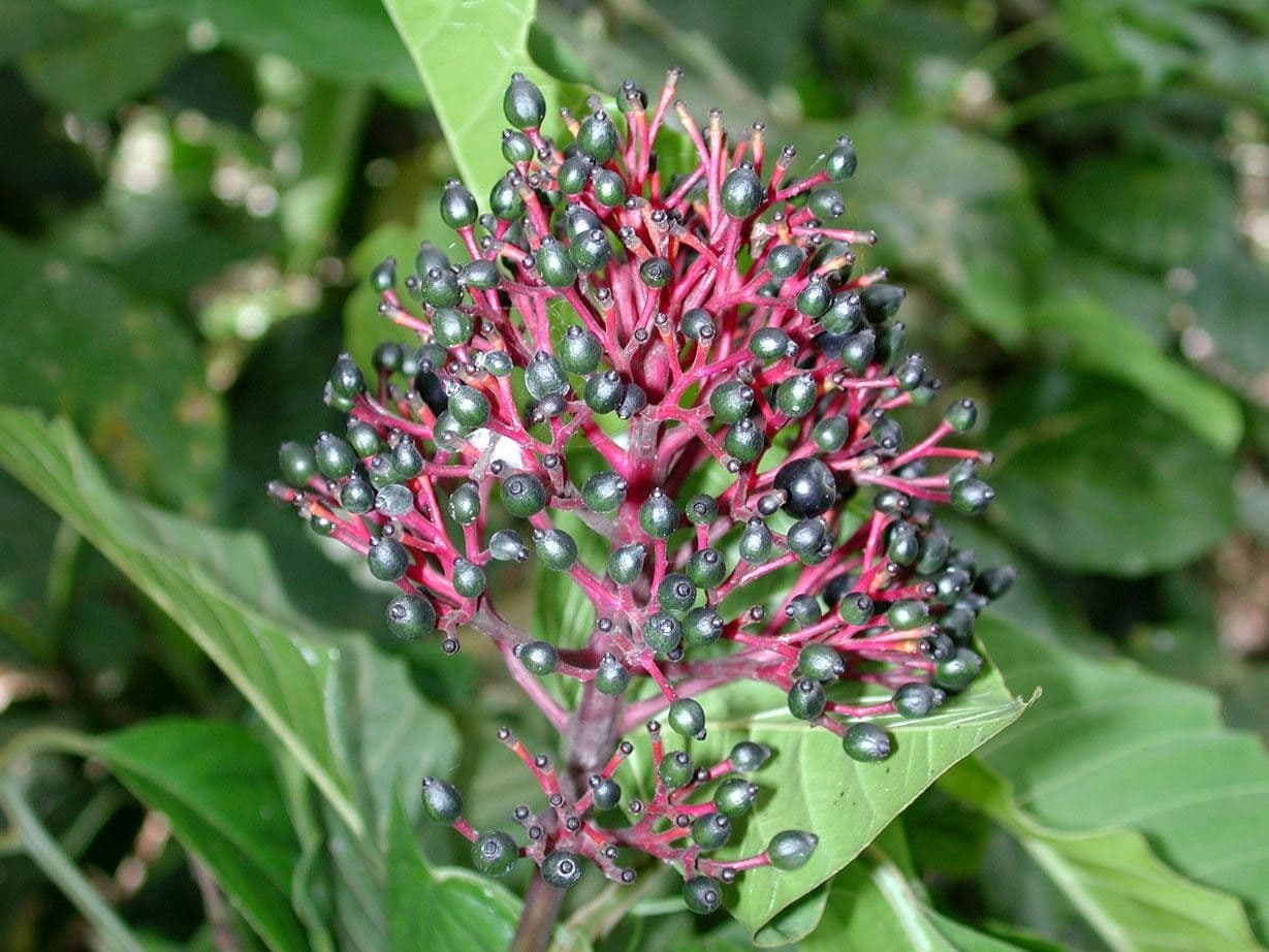 Palikurea 3