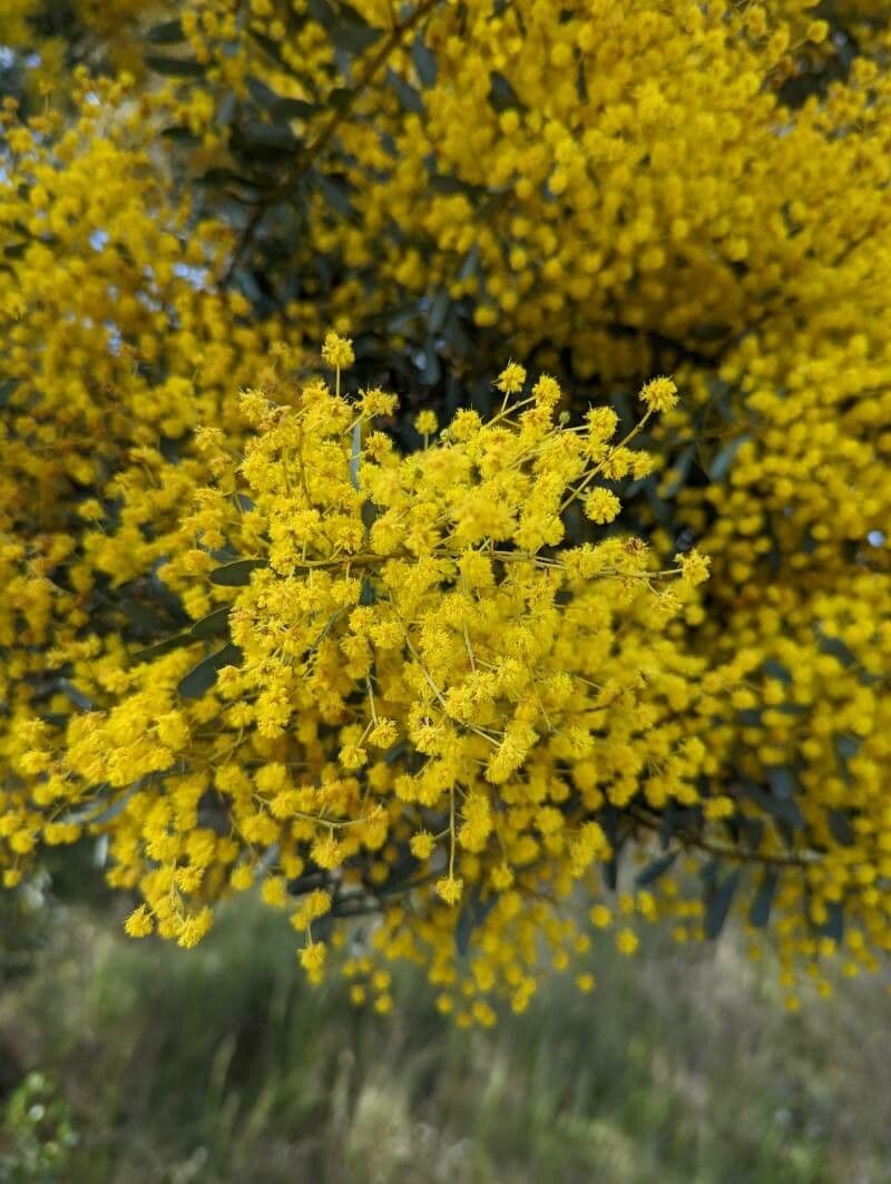 Acacia decorosa