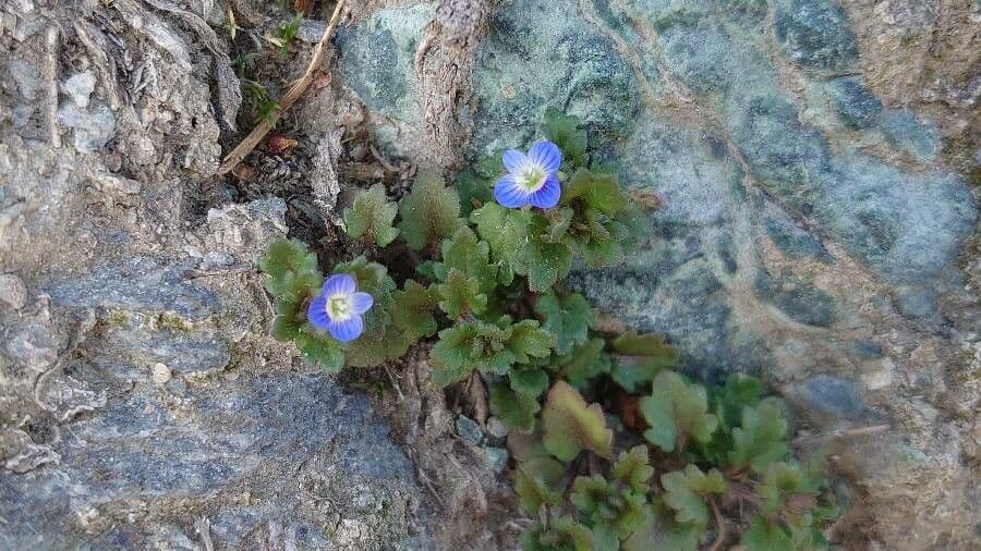 Veronica lucida 15