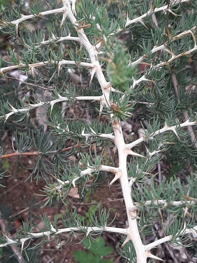 White asparagus 21