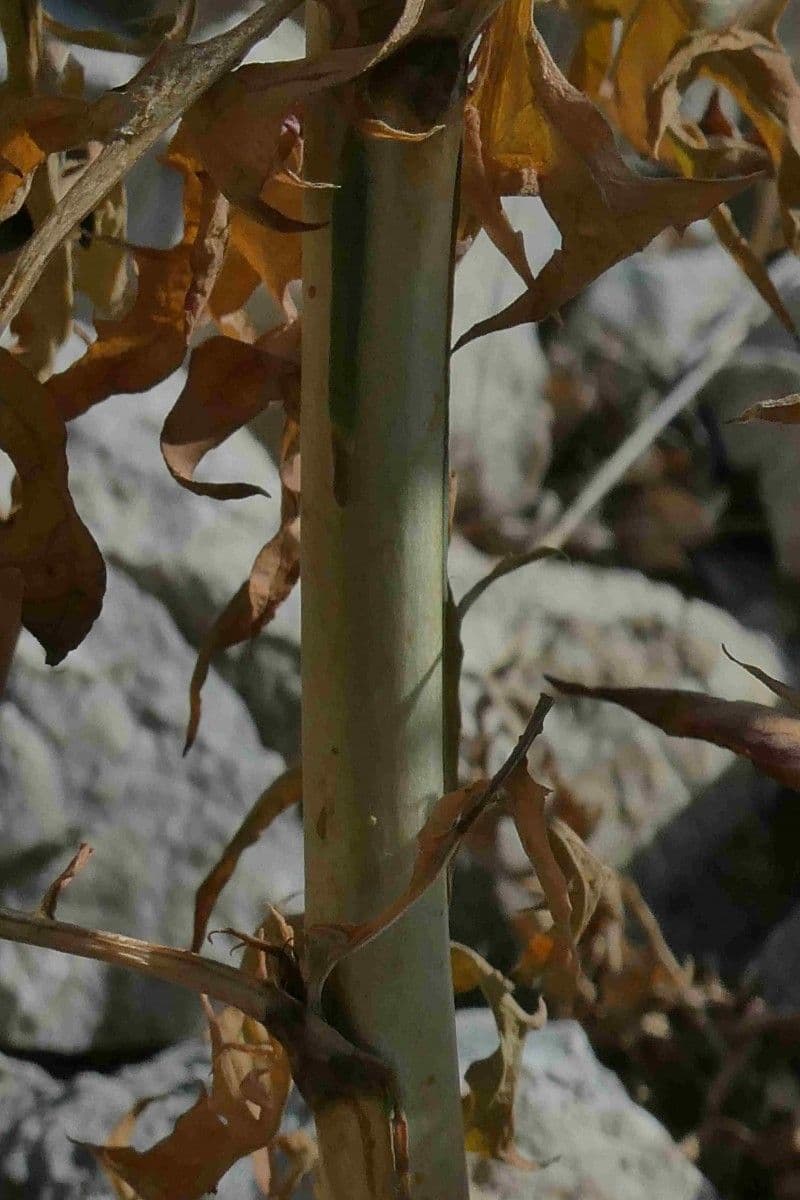 Lattuga viminea 23
